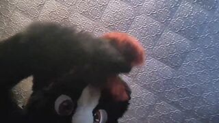 Mega Fursuit Farts & Facesitting [commission] smellyskunkbutt - BussyHunter.com